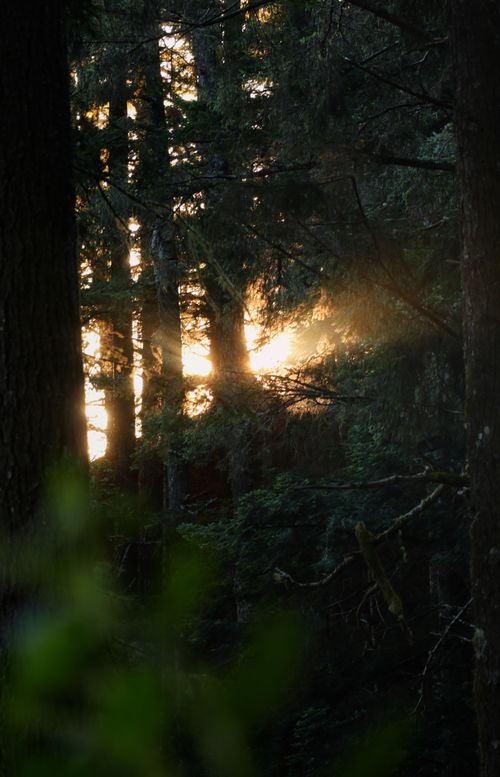 Free Sunlight breaking through dense forest, creating a serene and enchanting atmosphere. Stock Photo