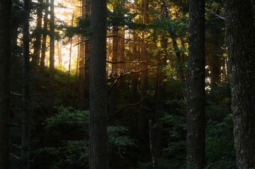 Free A serene view of sunlight filtering through tall forest trees, creating a peaceful atmosphere. Stock Photo