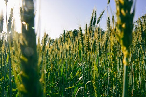 Free stock photo of crops, cultivation, growrh