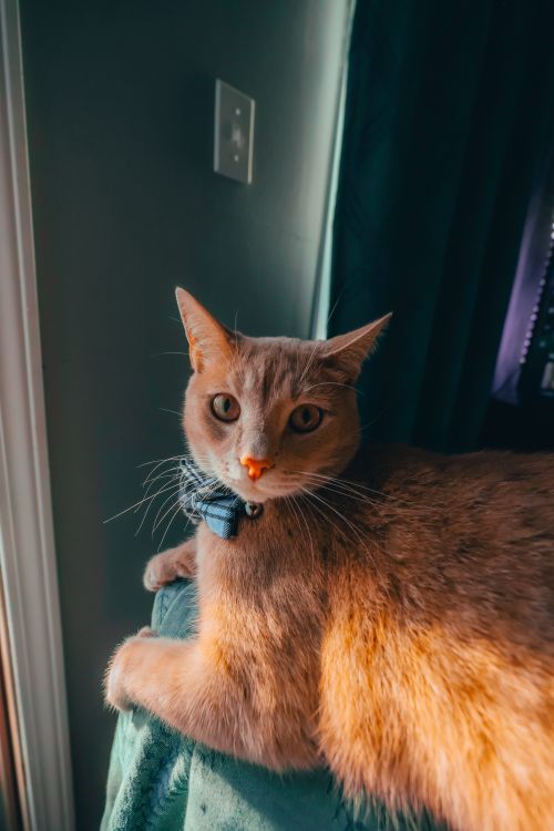 Free An adorable ginger cat wearing a bow tie enjoys sunlight by the window. Stock Photo