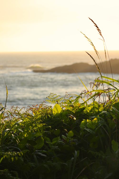 Free Peaceful coastal landscape with greenery and the ocean at sunset. Stock Photo