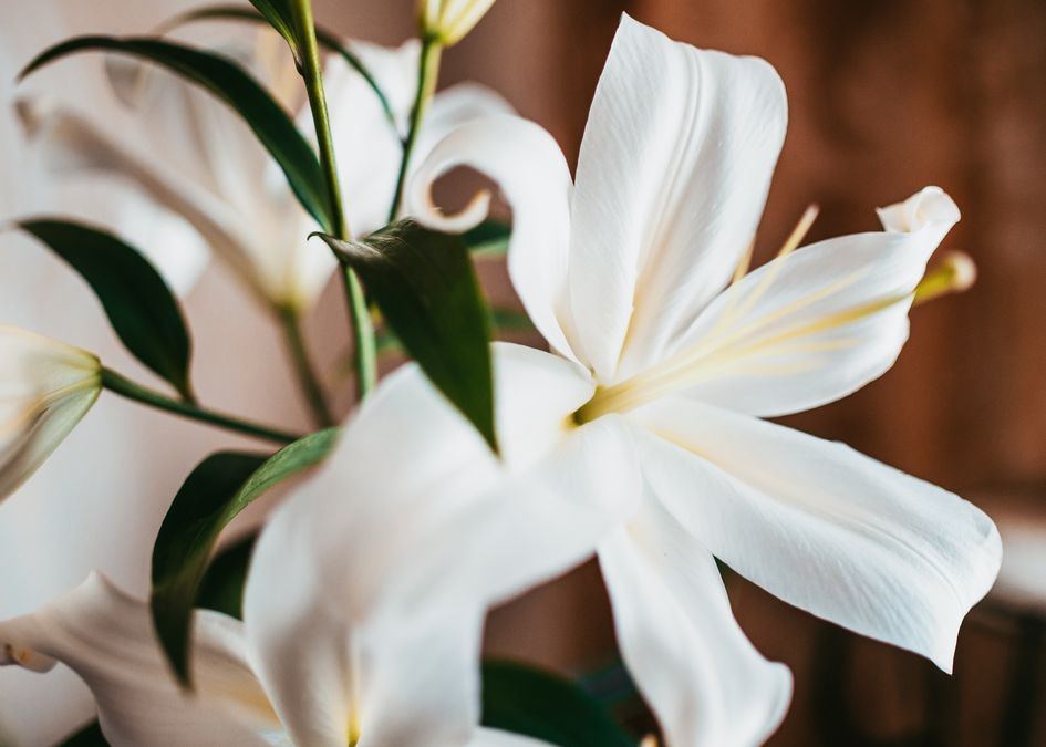 Close-up of a white lily in full bloom
