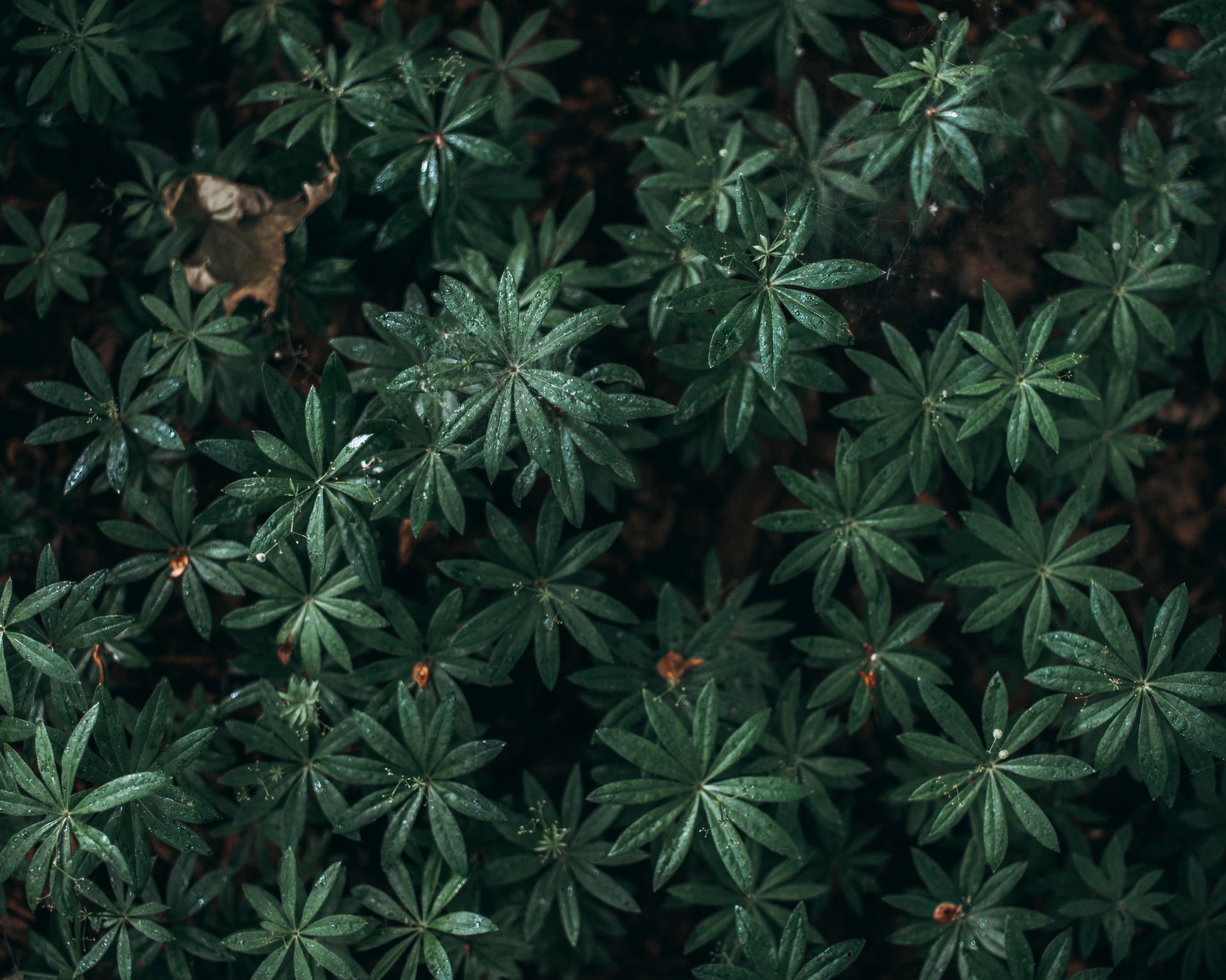 A close-up view of lush green leaves with dewdrops, showcasing plant texture and natural growth.