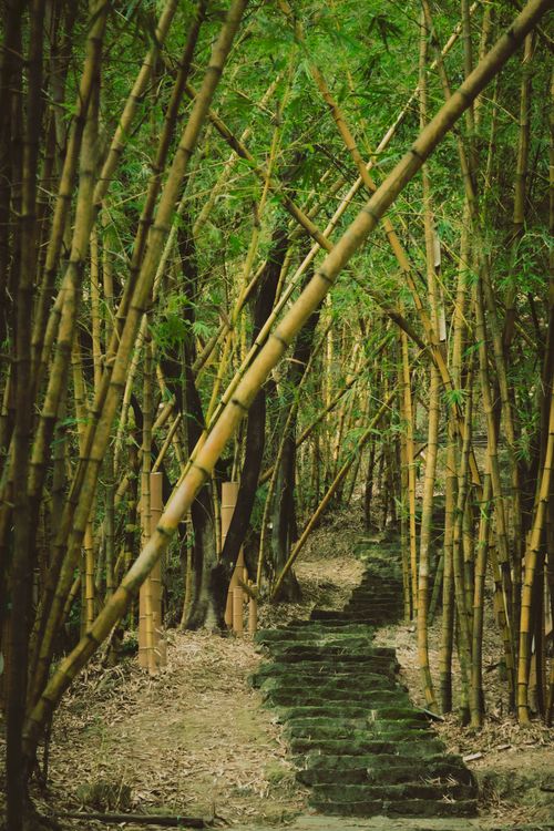 Free Serene stone steps in a lush bamboo forest, perfect for a nature retreat. Stock Photo
