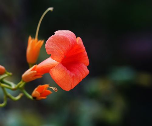 Free Macro shot of a vivid orange trumpet vine flower in bloom, showcasing its delicate petals. Stock Photo