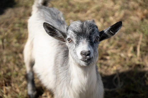 Free A charming close-up of a goat looking directly at the camera in a rural field setting. Stock Photo