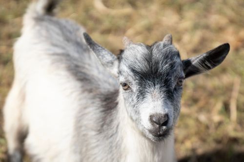 Free Detailed close-up of a young goat outdoors on a sunny day. Stock Photo