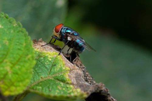 Free Close-up macro of an Oriental blue fly with vivid details on a green leaf. Stock Photo