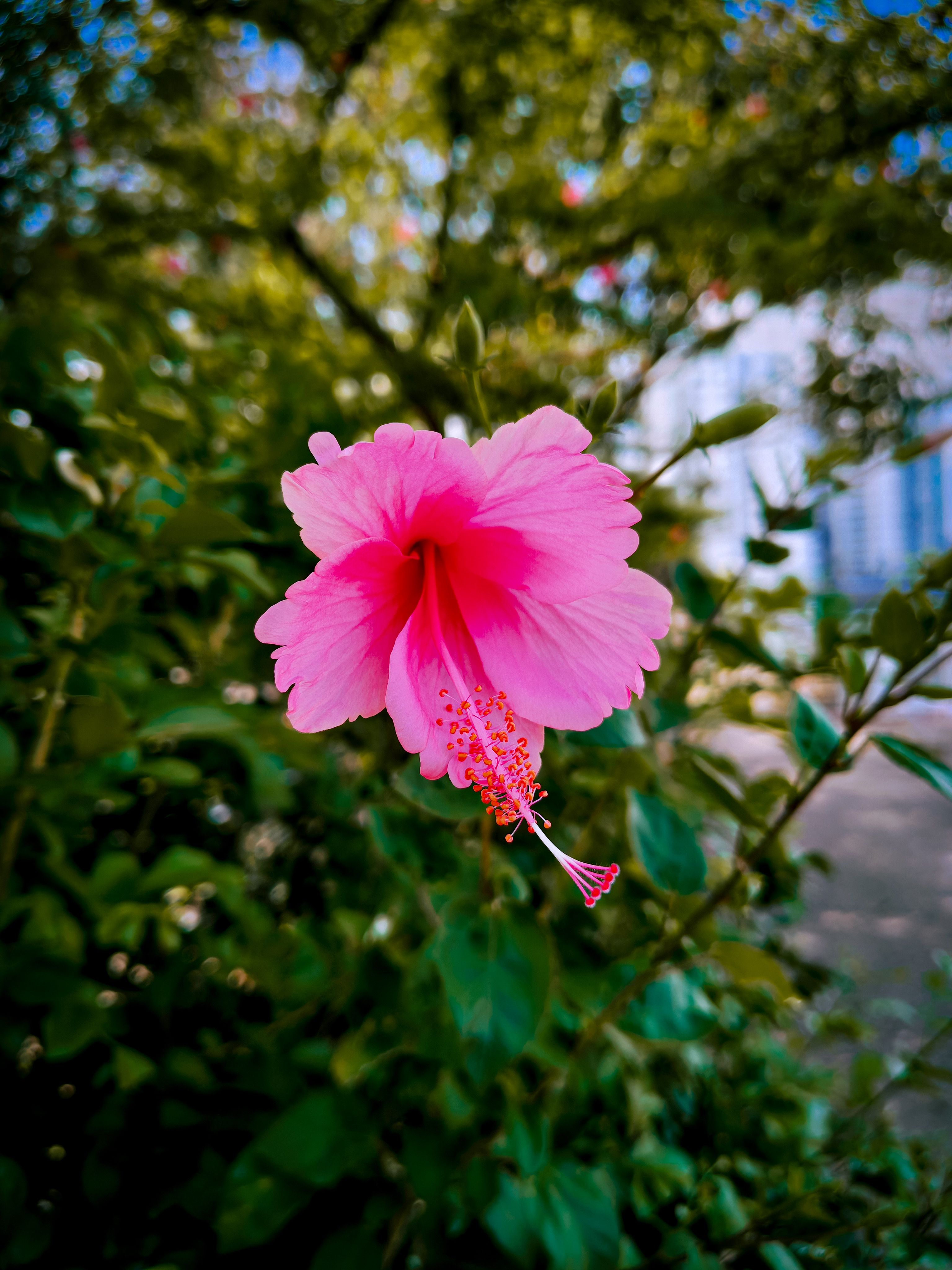 Close-up of a vibrant pink hibiscus flower in full bloom against a green leafy background.