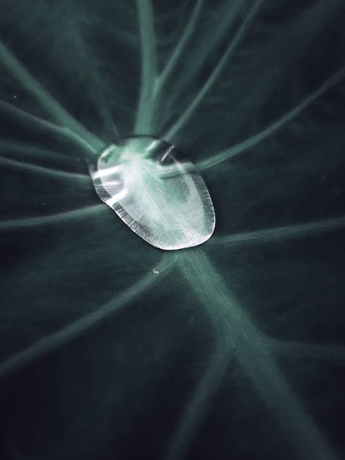 Transparent jellyfish on plant under water