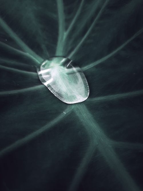 Free From above of oval shaped sea medusa with rounded edges and smooth shiny surface on alga with long stems under water Stock Photo