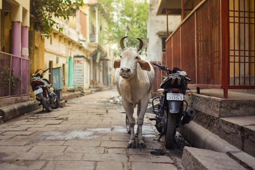 交通系統, 動物, 印度 的 免費圖庫相片