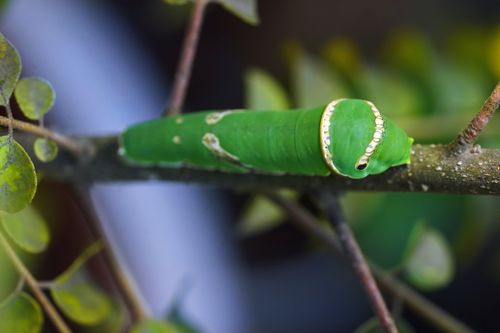 Free Detailed macro shot of a green swallowtail caterpillar camouflaged on a twig. Stock Photo