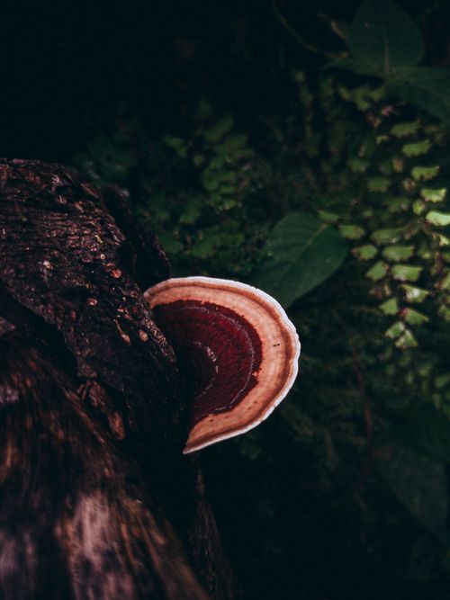 Free Close-up of a wild Ganoderma mushroom on a tree in Idukki's forest. Stock Photo