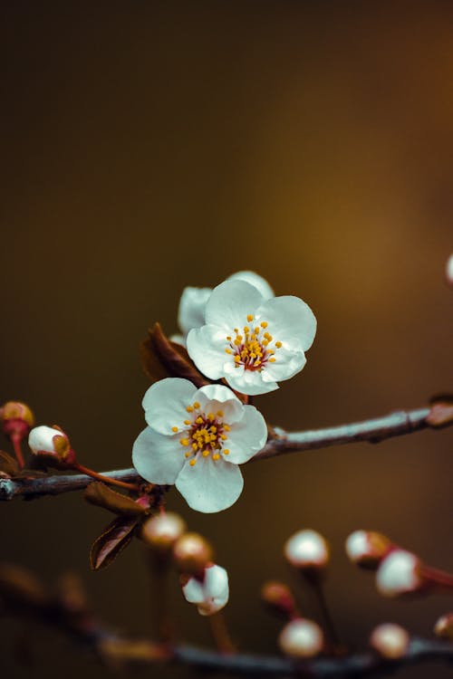 White Cherry Blossom in Close Up Photography