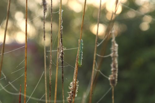 Free A detailed macro photograph of a caterpillar on grass with dewdrops in natural light. Stock Photo
