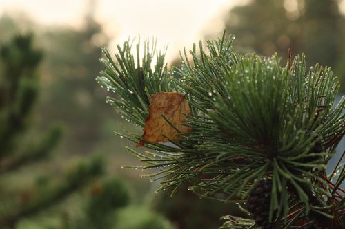 Free A detailed shot of dewy pine needles with a single brown leaf, capturing the essence of fall. Stock Photo