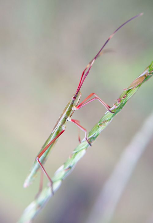 Free Detailed macro shot of a vibrant stick insect perched on green grass. Stock Photo
