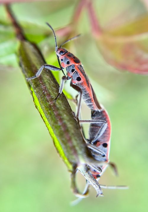 Free Close-up image of two red insects with spots on a green leaf, showcasing nature's details. Stock Photo