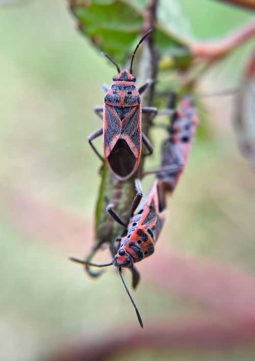 Free Macro shot of vibrant red and black shield bugs on a plant in Bilaspur's lush outdoor environment. Stock Photo