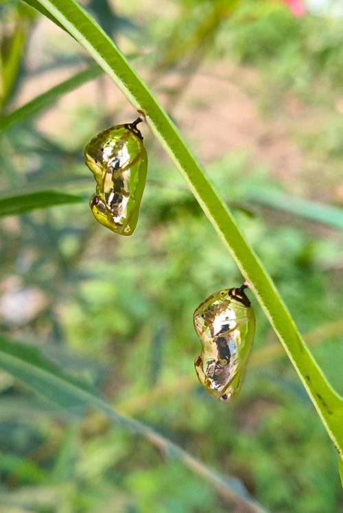 Free Golden butterfly chrysalises hanging on green leaves, showcasing natural transformation. Stock Photo