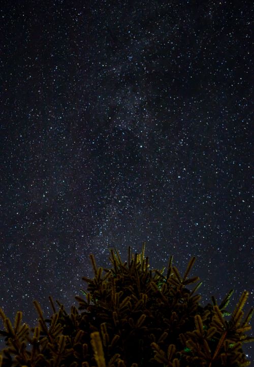 Free Beautiful star-filled night sky over a silhouetted tree, showcasing the galaxy. Stock Photo
