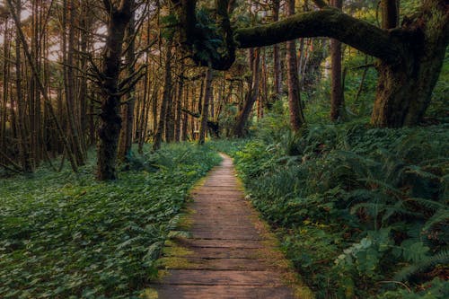 Brown Wooden Pathway in the Middle of Green Grass and Trees