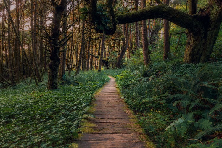 Brown Wooden Pathway In The Middle Of Green Grass And Trees
