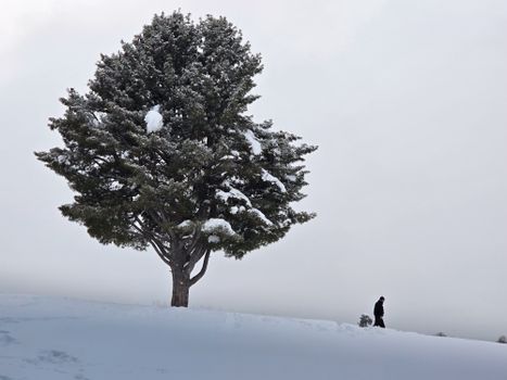 冬日雪景中，雪山坡上孤零零的一棵树，远处隐约可见人影。 - 相关推荐