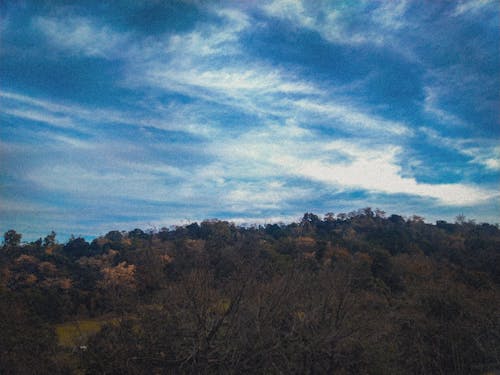 丘, 山, 木の無料の写真素材