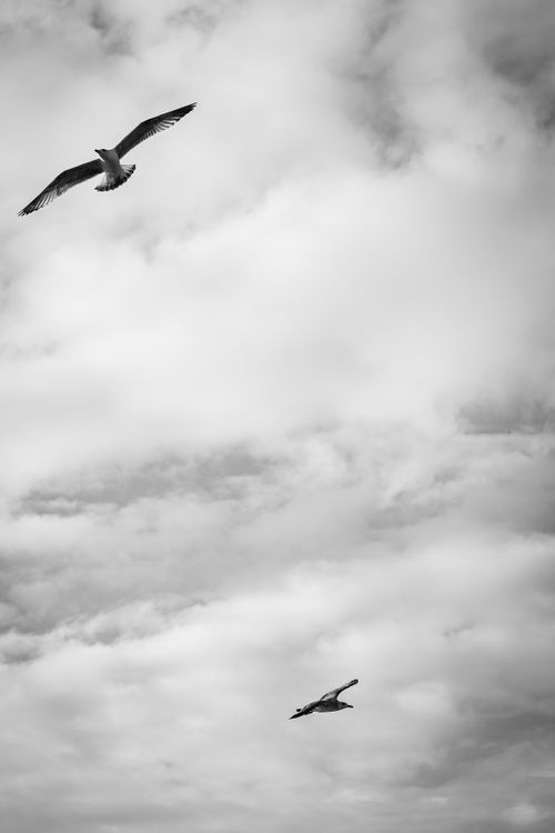 Free Black and white image of seagulls flying amidst a cloudy sky above İstanbul, capturing serene flight. Stock Photo