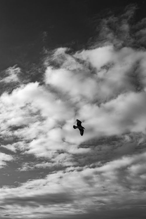 Free Monochrome image of a seagull flying against a cloudy sky in Istanbul, Türkiye. Stock Photo