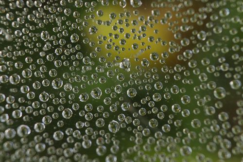 Free A detailed close-up of dew drops on a spider web glistening against a blurred natural green background. Stock Photo