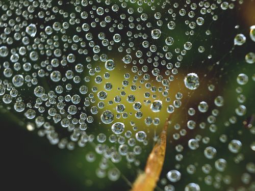 Free Close-up shot showcasing dew drops delicately suspended on a spider web, creating a mesmerizing pattern. Stock Photo