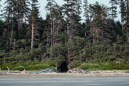 คลังภาพถ่ายฟรี ของ tofino, กลางวัน, กลางแจ้ง