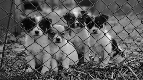 White and Black Short Coat Small Dog on Grey Metal Fence