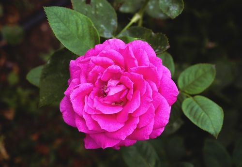 Free Close-up of a vibrant pink rose with lush green leaves, showcasing nature's beauty. Stock Photo