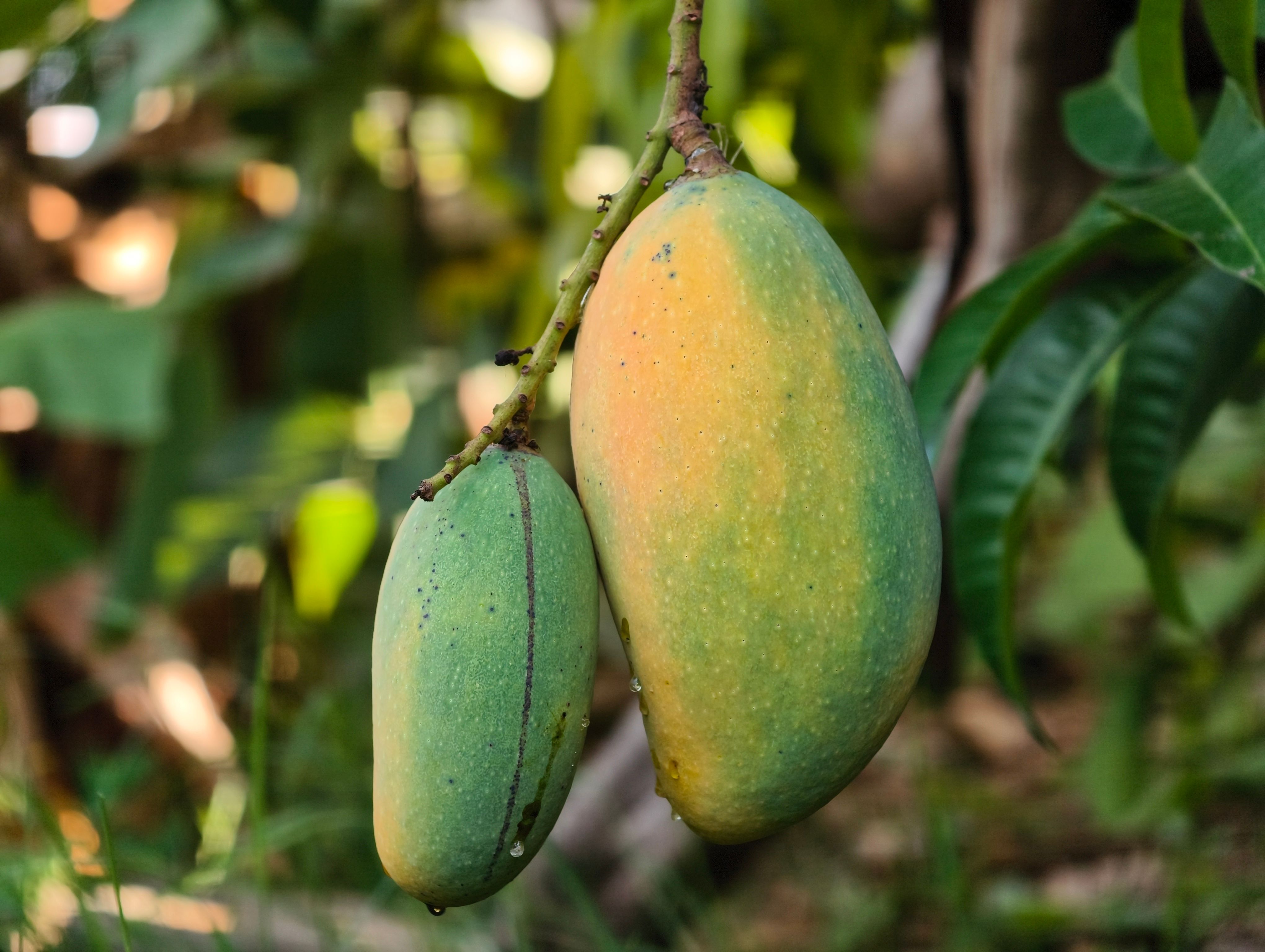 Mango Hill
