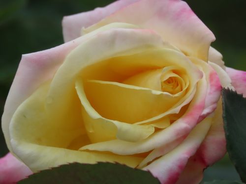 Free stock photo of bloom, blooming, blossom Stock Photo