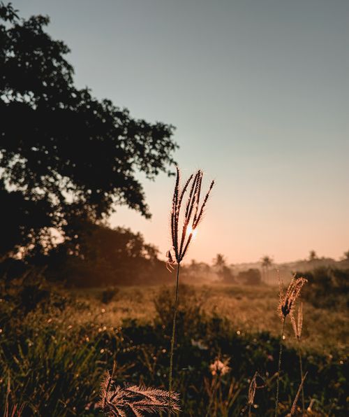 Free Peaceful sunrise in Sorsogon, Bicol, Philippines showcasing lush fields and silhouette of trees. Stock Photo
