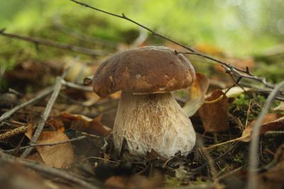 Boletus edulis surrounded by leaves