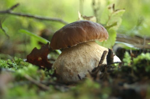 A bolete among moss and leaves