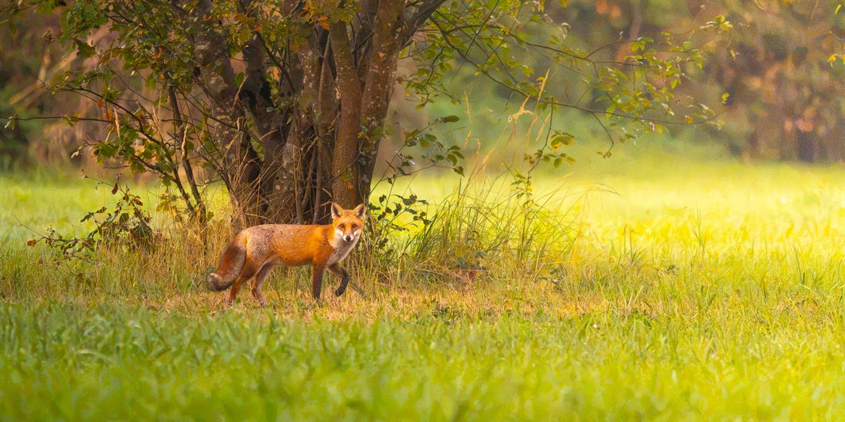 Fuchsbandwurm-Verbreitungskarte Deutschland 2026: Fälle je Land