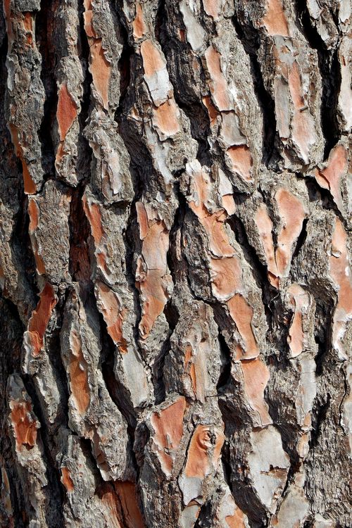 Free Detailed texture of tree bark highlighting the natural patterns and colors. Stock Photo