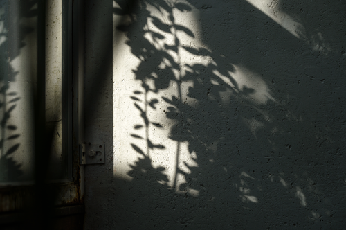 Free Soft shadow of foliage cast on a textured concrete wall with window frame. Stock Photo