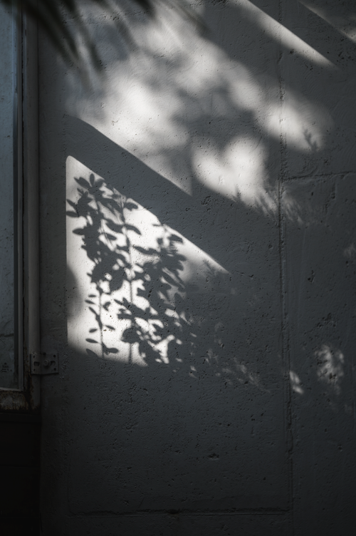Free Decorative plant shadow casting on textured concrete surface with angular light. Stock Photo