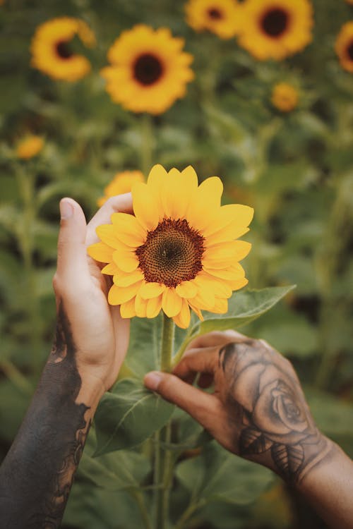 Person Holding Yellow Sunflower