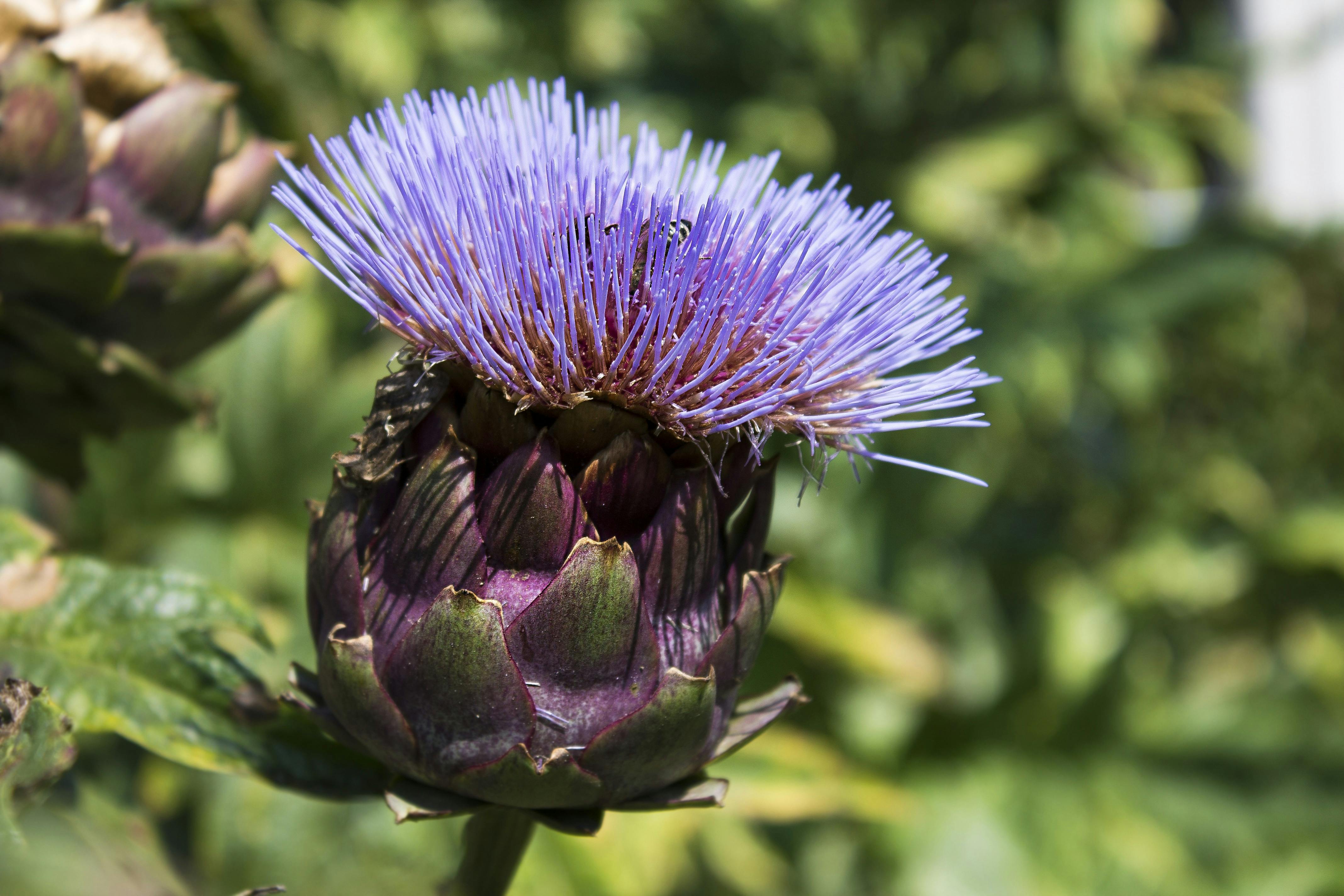 Closeup Photography of Purple Thistle Flower · Free Stock Photo