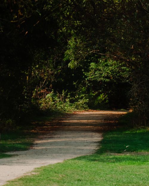 Free A peaceful forest path on a sunny day, surrounded by lush greenery and shadows. Stock Photo
