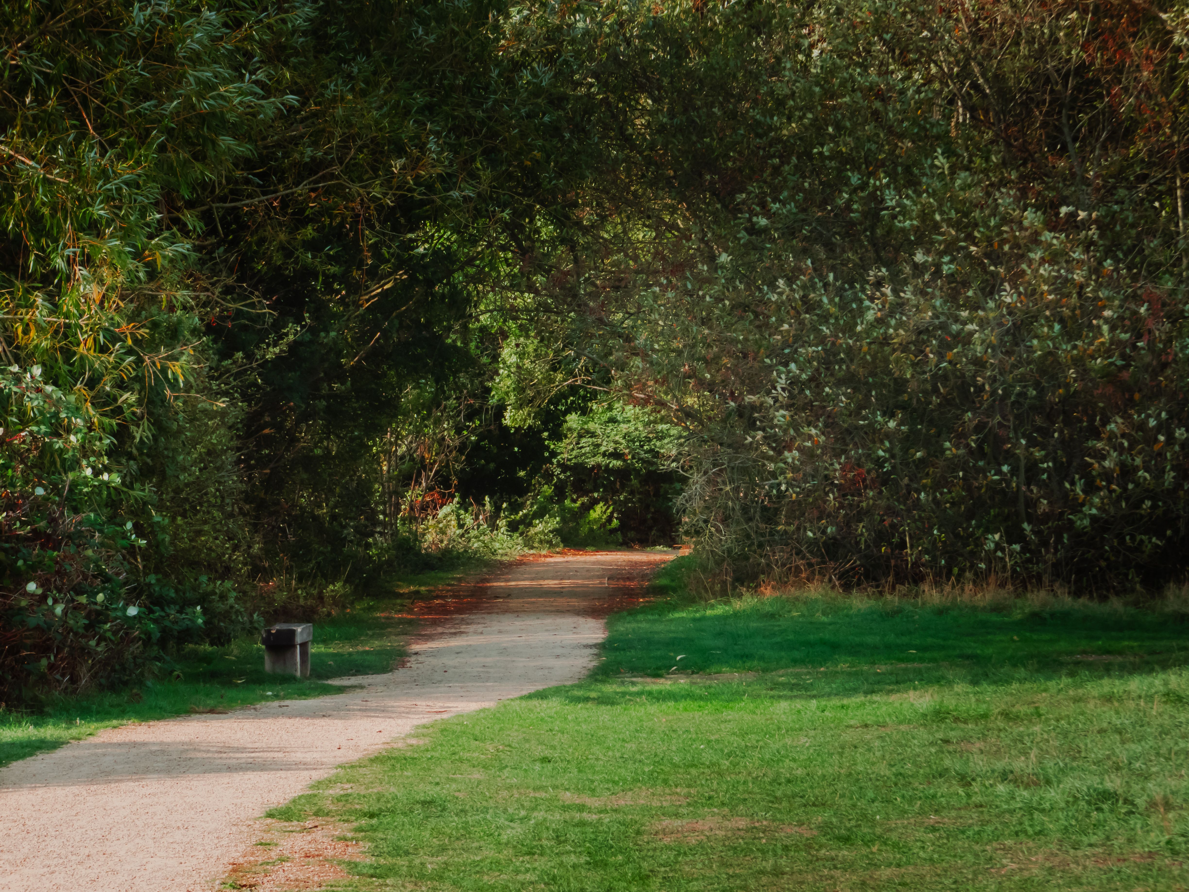A tranquil path winding through a lush forest with vibrant green foliage on a sunny day.